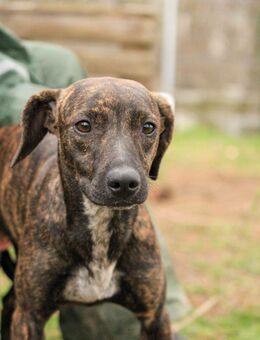 Lidia-VA, liebevolles Zuhause gesucht - Neustadt (Rübenberge)