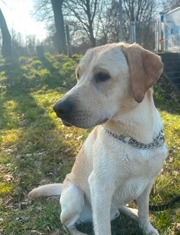 Labrador Deckrüde 2 - Dorsten