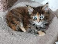 5 reinrassige typvolle zuckersüße Cooni Kitten - Petershagen