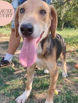 Welpe Lea sucht ihre Herzmenschen ❤️ - Saarbrücken