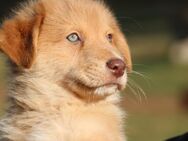 Auszugsbereit! Aussiedor Welpen, Labrador , Australien Shepherd, Familienhunde; Rüde, Hündin - Wassenberg