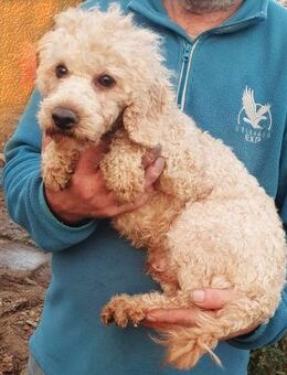 Szpidi° - Wolfhagen