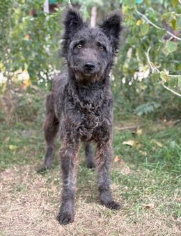 Zelmira - schenkst Du ihre ein Zuhause? - Köln