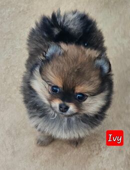 Pomeranian Zwergspitz Welpen - Eberswalde
