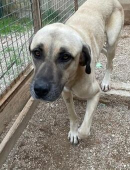 ROMEO - ein freundlicher Patou-Mischling - Kempen