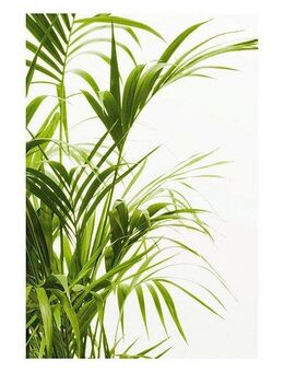 Komar Bild Reed Leaves, Blätter, Pflanzen (1 St), Wandbild zur Dekoration - ohne Rahmen