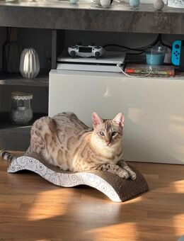 Bengal Katze zu verkaufen - Neukloster Zentrum