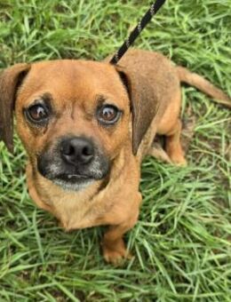 Fergus - fröhlicher kleiner Sonnenschein - Süderbrarup