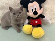 British kurzhaar kitten - Düren