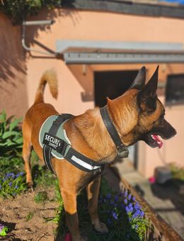 Malinois Deckrüde - Wuppertal