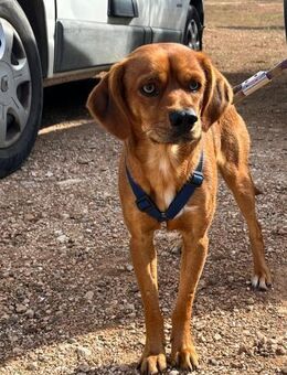 Nun unser Schmusefreund - Völklingen