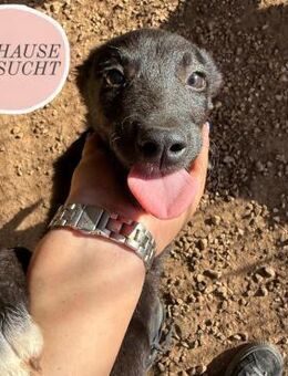 WELPENALARM! ❤️ - Saarbrücken