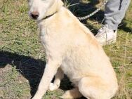 Labrador-Mix Ulla sucht ein Zuhause - Mannheim