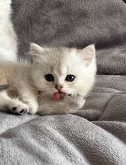 BKH Kater und Mädchen in Silver shaded - Dortmund