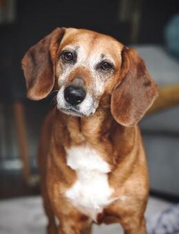 💜Ramona - liebevolle Hündin - Würzburg