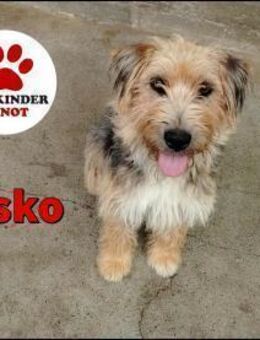 Misko junger Terrier Mischling Rüde - Margetshöchheim