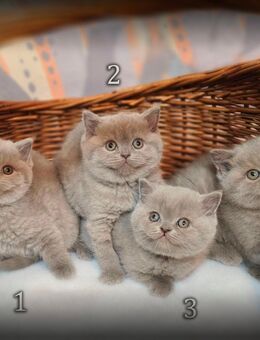 BKH Kitten - Rheine