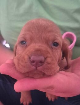 Magyar vizsla welpen mit ahnentafel - Deggendorf