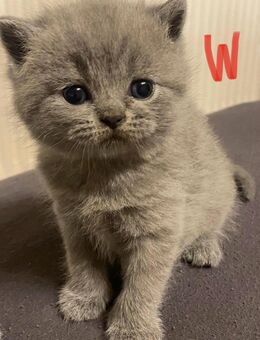 Reinrassige Bkh Kitten in blue - Brakel