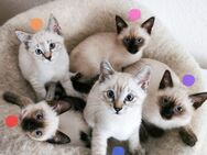 Wunderschöne Thai Siam Bengal Mix Kitten ab 11.05. abgabebereit - Düsseldorf
