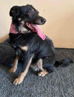 Nala; mit Drahtschlinge gequält - Geilenkirchen