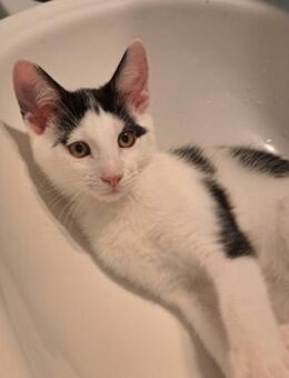 Fanny, ca. 3,5 Monate, Zuhause gesucht.. - Grimburg