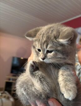 Kitten BKZ - Erkelenz