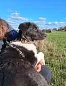 Unsere sehr menschenbezogene Cloe ca 6,5 Monate alt und ca 45 cm groß in 39326