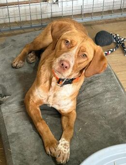 ANTON - geb. ca. 01/2024 - Vizsla Mix - Schönaich