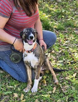 Kleine Kämpferin mit großem ♥️ZOYA - München