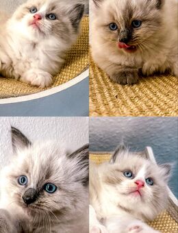 Nur noch 2 zauberhafte Ragdoll ähnl. Heilige Birma Kitten! Katzenbabys / Babykatze - Neu Wulmstorf