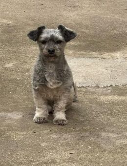Zauberhafte Puffy sucht ihr Glück - Leonberg (Baden-Württemberg)
