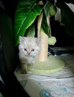 BKH Blue Point und Tabby Point Kitten - Bremen