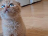 Zuckersüßes Kitten sucht ein Zuhause - Ingolstadt