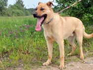 ein toller Familienhund Cooper - Augsburg