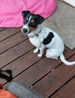 Jack Russel Hündin - Wahlstedt
