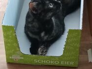 Zwei Wohnungskatzen - Jena
