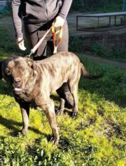 DAIANA 🩷🩷🩷 sensible und anhänglich - Herxheim (Landau)