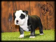 1 Old English Bulldog Hündin Welpe - Prenzlau