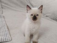 1 Ragdoll Kitten - Laatzen Zentrum