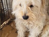 Kleiner Hund sucht großes Glück - Alfdorf