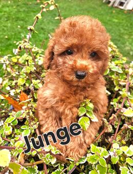 Süße pudel/toy Welpen - Iserlohn