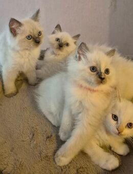 Ragdoll kitten - Viersen