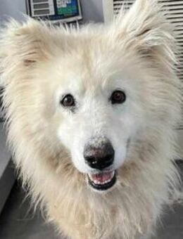 Samojedenhündin Lusy - Kierspe