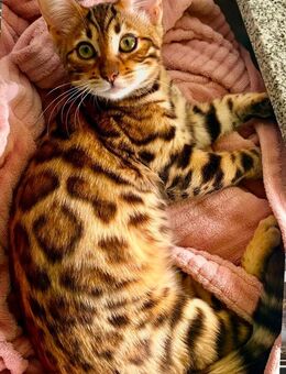 Bengalkatze Bengal Mädchen 4 Monate geimpft gechippt Stammbaum - Köln