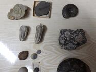 Fossilien Trilobiten Amoniten versteinerte Fische - Hamburg Hamburg-Nord