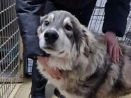 verschmuster Milo sucht sein Glück - Kallmünz