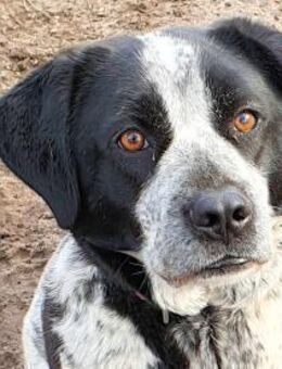 MILLA - aus dem Canile gerettet - Regensburg