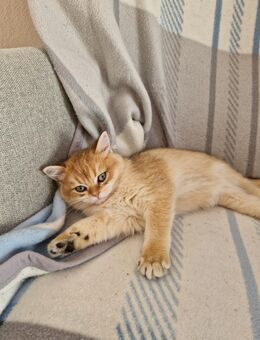 Liebevolles BKH Kitten - Schwalbach