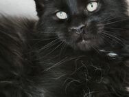Maine Coon Kätzchen XXL - Peiting